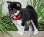 MAGNIFIQUES CHIOT SHIBA INU - photo 1