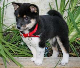 MAGNIFIQUES CHIOT SHIBA INU