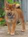 MAGNIFIQUES CHIOT SHIBA INU - photo 1