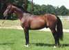 Vend cheval Selle Fran&#231;ais 6 ans - photo 1