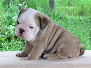 Chiot Bulldog Anglais