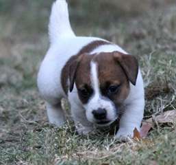 Chiots Jack-russel 1 femelle et 1 male