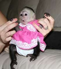 bébés singes capucins disponible!!