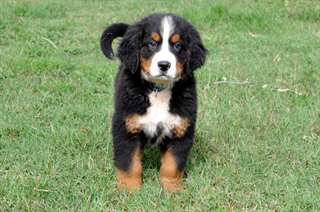 02 chiots  bouvier bernois a donner