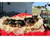 SUPERBES BEBES YORKSHIRES LOF - photo 1