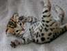Chatons bengal - photo 1