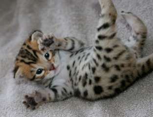 Chatons bengal