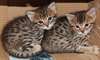 magnifique chaton bengal - photo 1