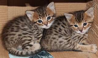 magnifique chaton bengal
