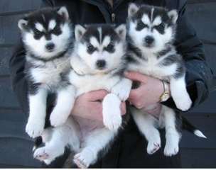 Deux Mignion petit chiots Husky