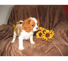Adorable et jolie cavalier king charles chiots à u