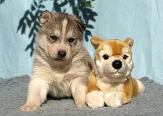 MAGNIFIQUES CHIOT SHIBA INU