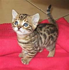 des sublimes chatons bengal