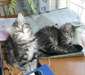 Nos 2 chatons  sib&#233;rien - photo 1