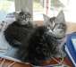 Nos 2 chatons  sib&#233;rien - photo 2