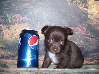 Chihuahuha noir maintenant prêt
