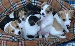 Chiots Jack-russel 2 femelles et 1 male