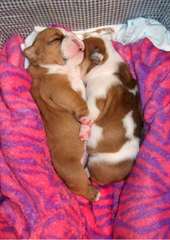 Deux chiots AKC bouledogue anglais pour adoption