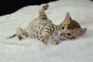 des sublimes chatons bengal