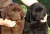 Chiots type terre neuve - photo 1