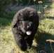 Chiots type terre neuve - photo 2