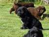 Chiots type terre neuve - photo 3