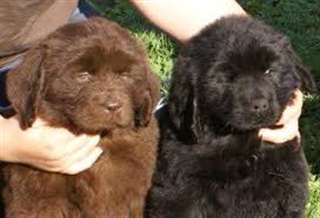 Chiots type terre neuve