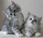 Adorable chatons sib&#233;rien - photo 1