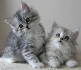 Adorable chatons sib&#233;rien