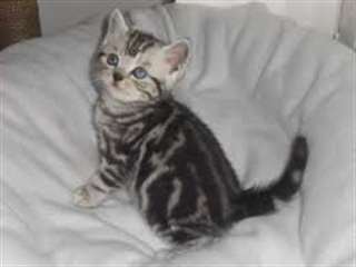 2 MAGNIFIQUES CHATON BRITISH SHORTHAIR