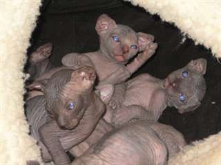 Chatons Sphynx