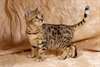 des sublimes chatons bengal - photo 1