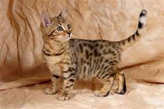des sublimes chatons bengal