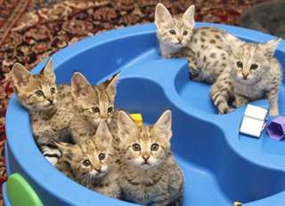 Magnifiques Type Chatons Savannah