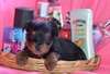 Chiots Yorkshire terrier - photo 2