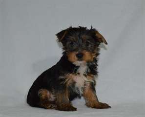 Chiots Yorkshire terrier