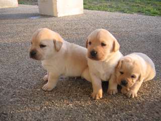 Chiots labrador retriever