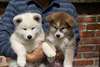 SUBLIMES CHIOTS AKITA INU - photo 1
