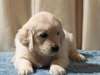 Les chiots Golden Retriever - photo 1