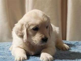 Les chiots Golden Retriever