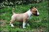 Chiots Bull Terrier miniature - photo 2