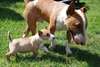 Chiots Bull Terrier miniature - photo 3