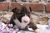 Chiots Bull Terrier miniature - photo 4