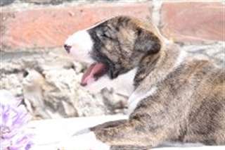 Chiots Bull Terrier miniature