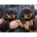 Chiots rottweiler pour adoption - photo 1