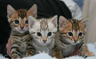 magnifique chaton bengal