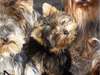 A donné quatre chiots type yorkshire mâle et femel - photo 2