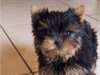 A donné quatre chiots type yorkshire mâle et femel - photo 3