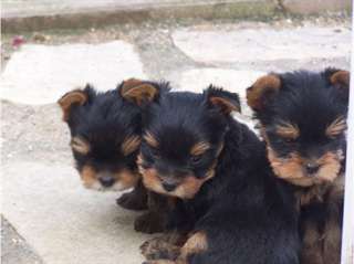 A donné quatre chiots type yorkshire mâle et femel