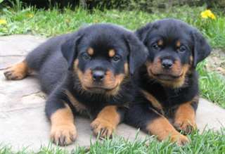 Chiots Rottweiler